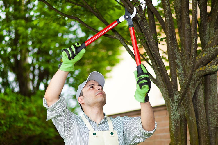 Local Gutter Cleaner performs branch trimming